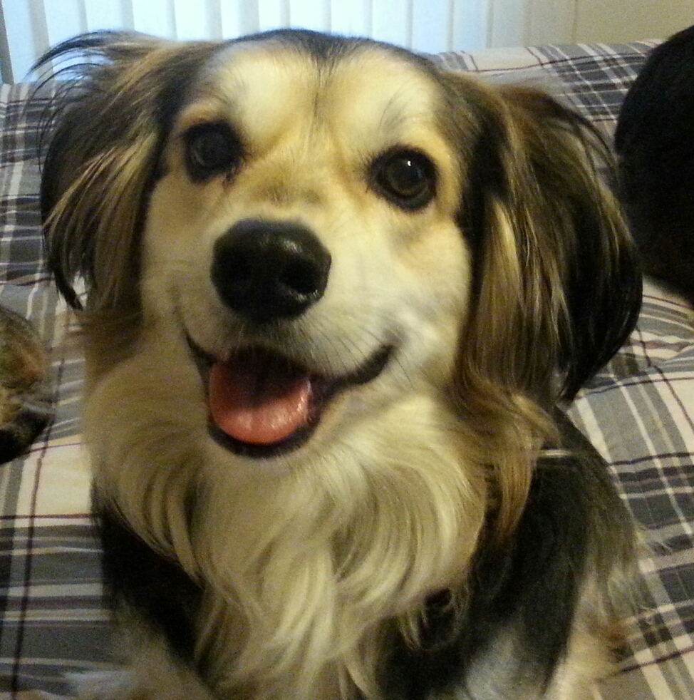 Bailey - December 2015